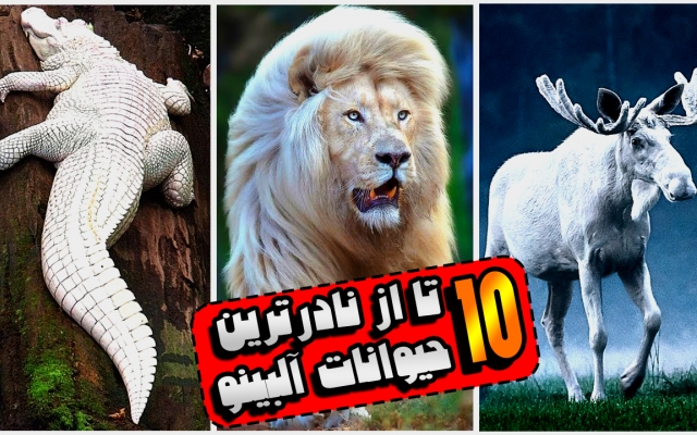 تدوین و نریشن و صداگذاری برای ویدیوهای شما انجام بدم حتی ادیت یوتیوبی ..